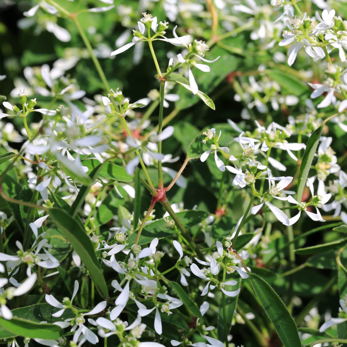 Vzpřímené balkonové květiny - Pryška bílá 4ks 11cm