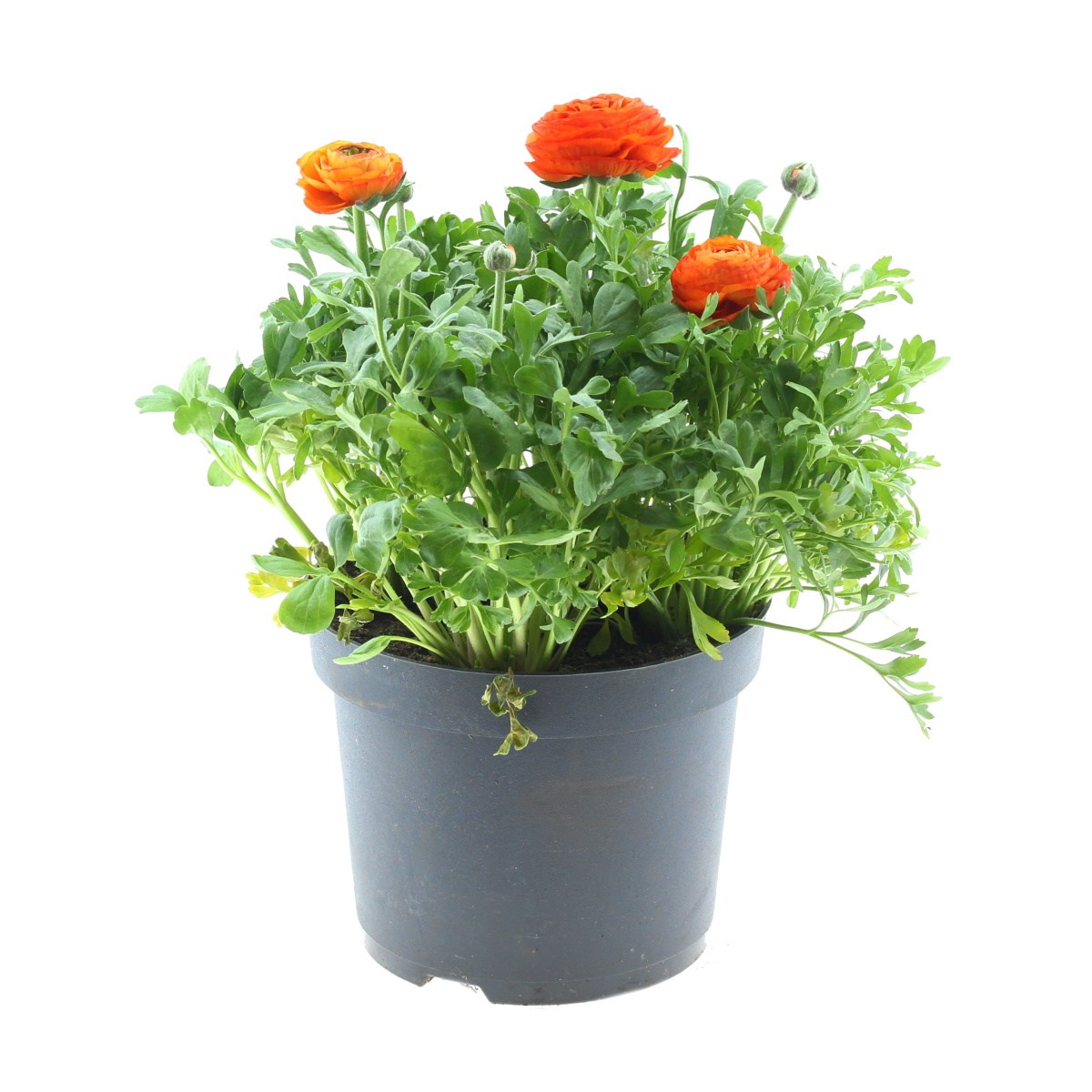 Rychlené cibuloviny - Pryskyřník pivoňkovitý květináč 17cm