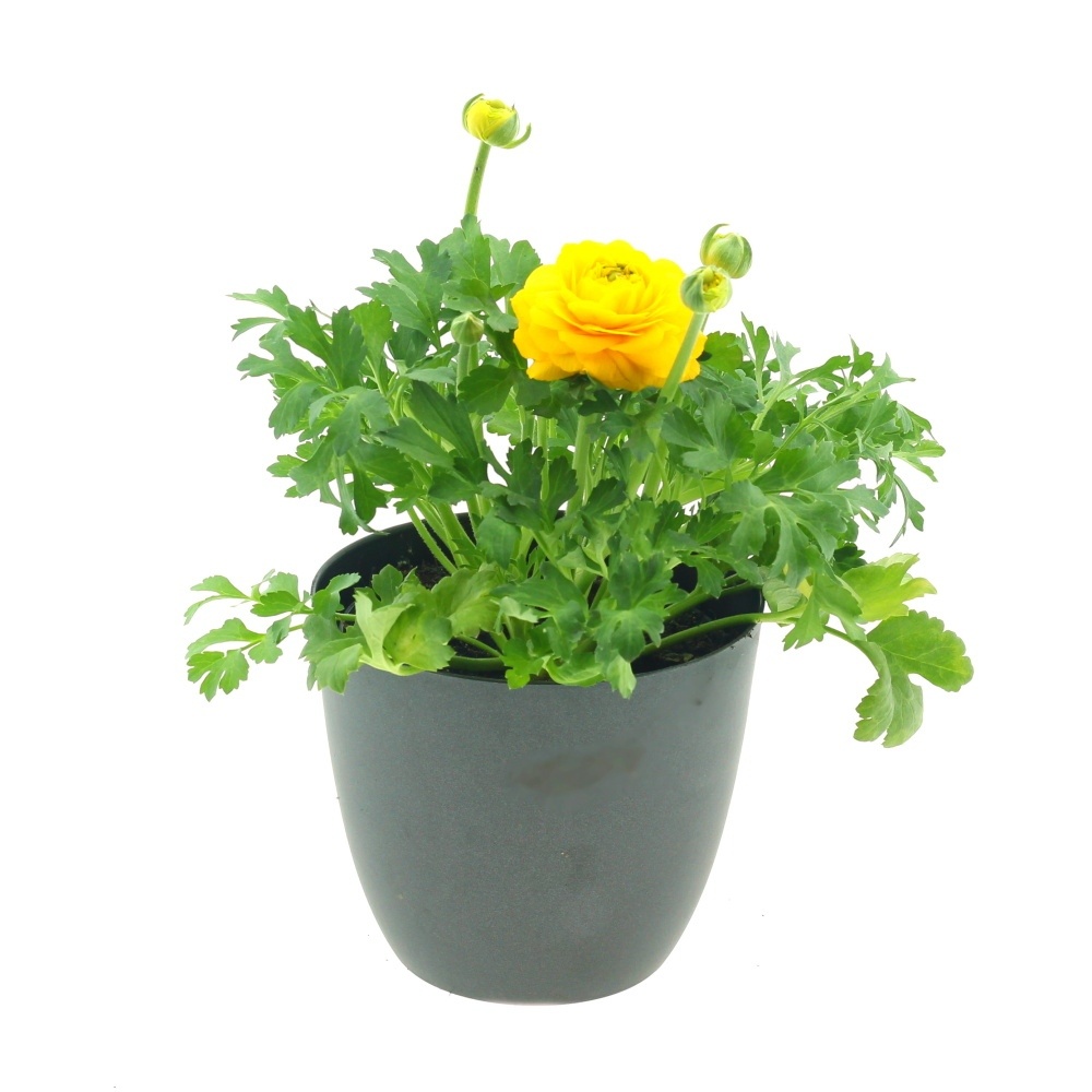 Rychlené cibuloviny - Pryskyřník pivoňkovitý mix,  květináč 10cm