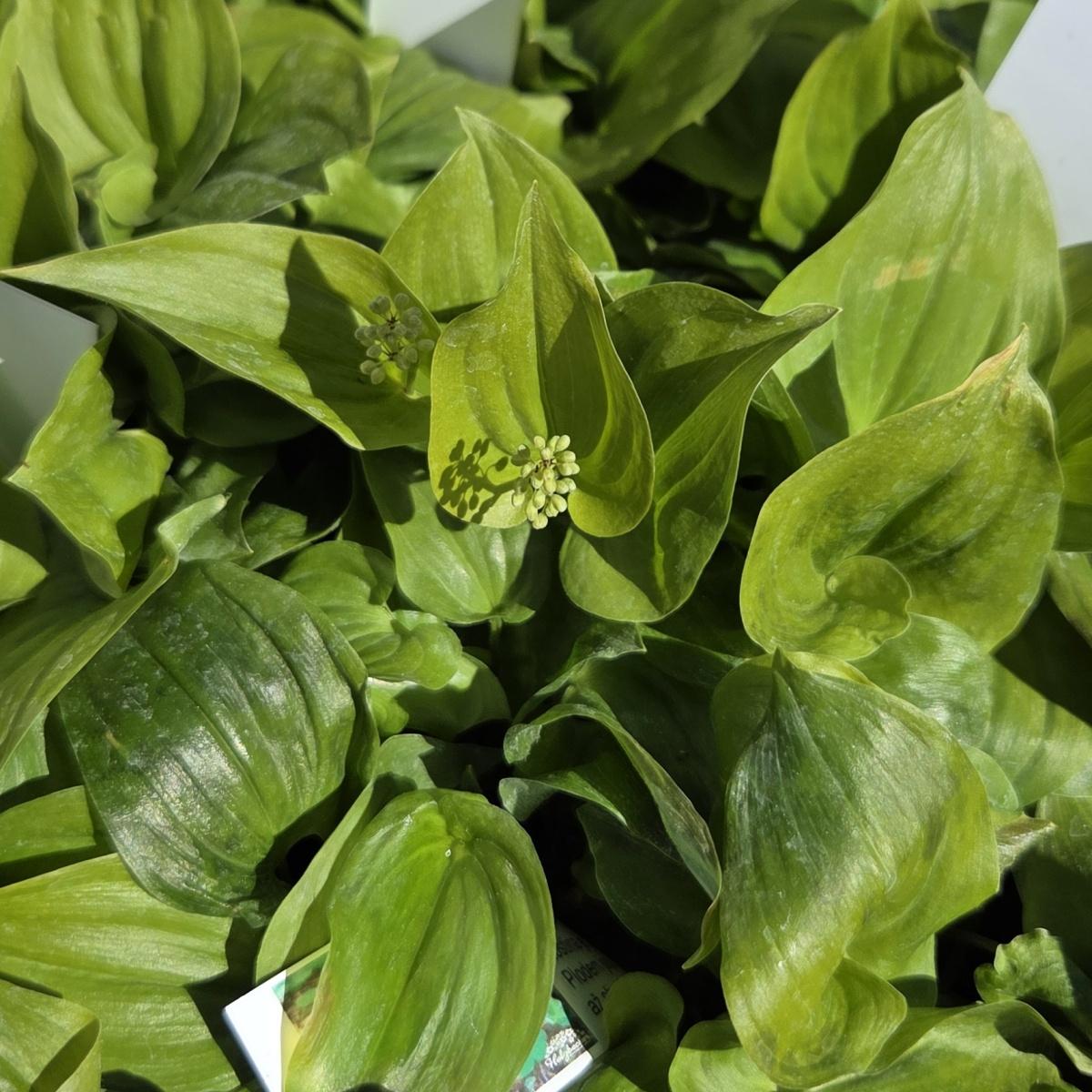 Stínomilné - Pstroček dvoulistý květináč 9cm