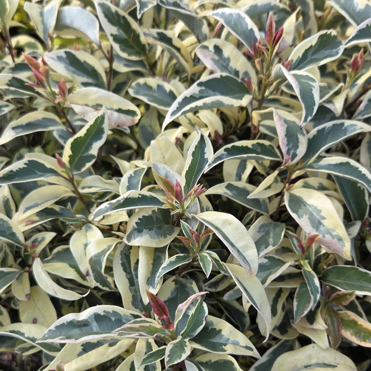 Stálezelené keře - Ptačí zob japonský Excelsum Superbum květináč 30 litrů, vícekmen