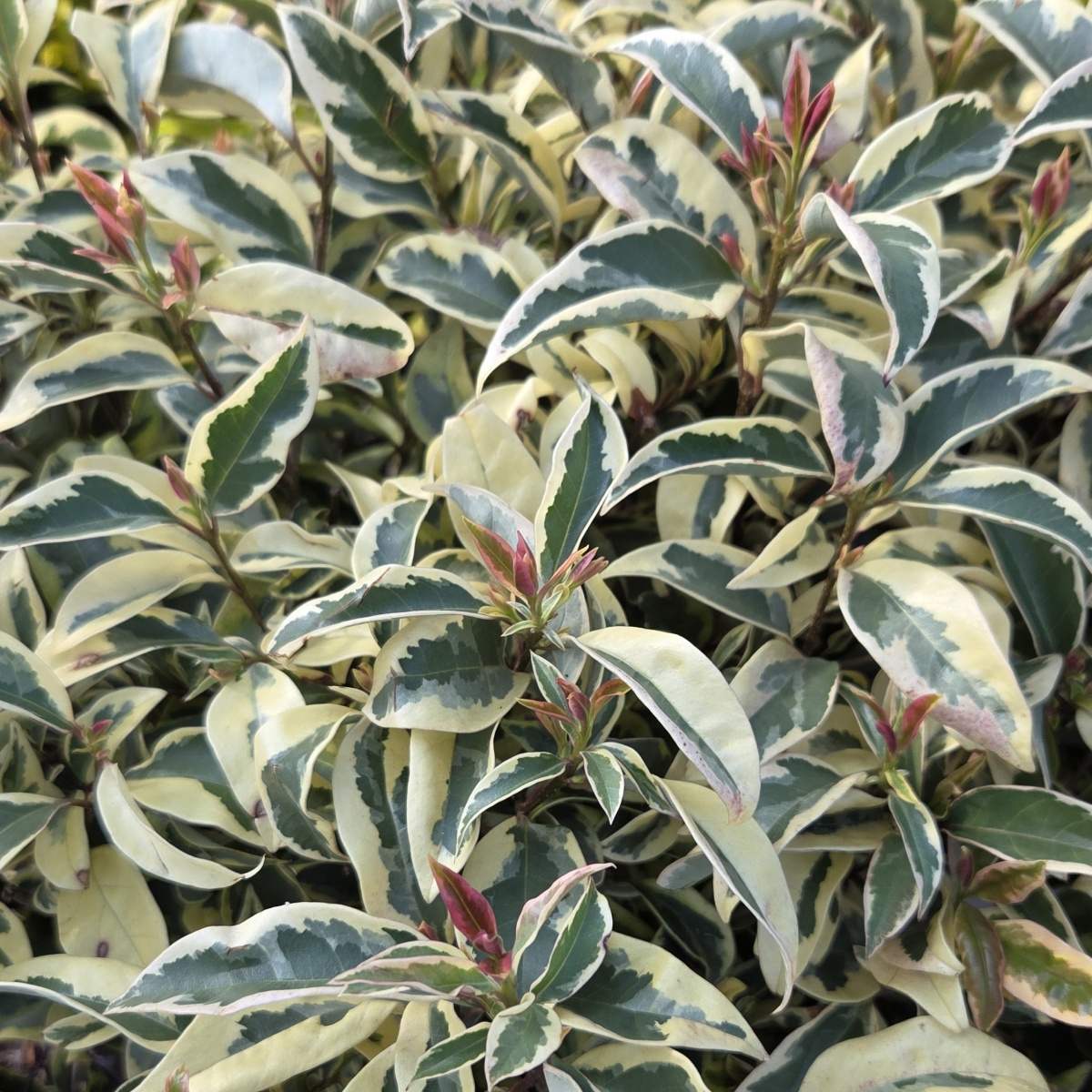 Stálezelené keře - Ptačí zob japonský Excelsum Superbum výška 150/175cm, květináč 45 litrů