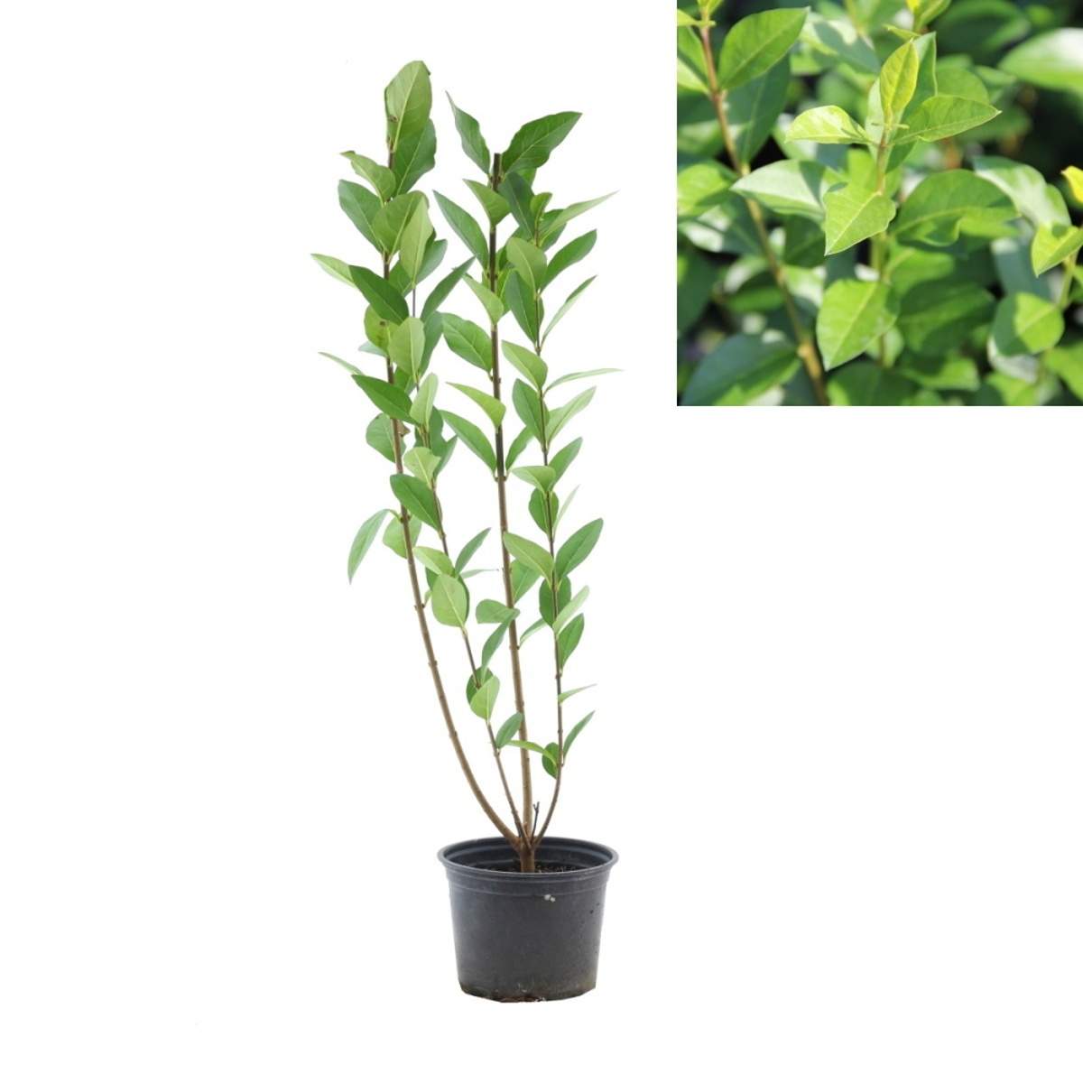 Živé ploty - Ptačí zob vejčitolistý 1 litr