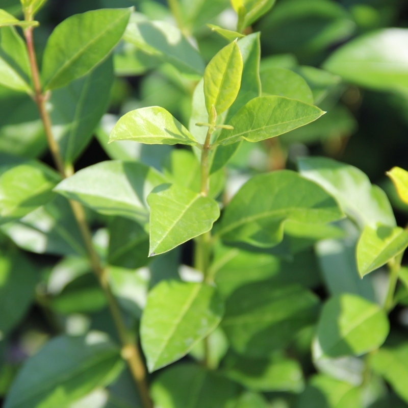 Ptačí zob vejčitolistý 1 litr-0