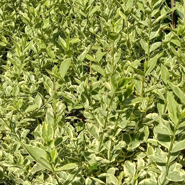 Rostliny - Ptačí zob vejčitolistý Argenteum výška 20/30cm, 2,5 litru, keř