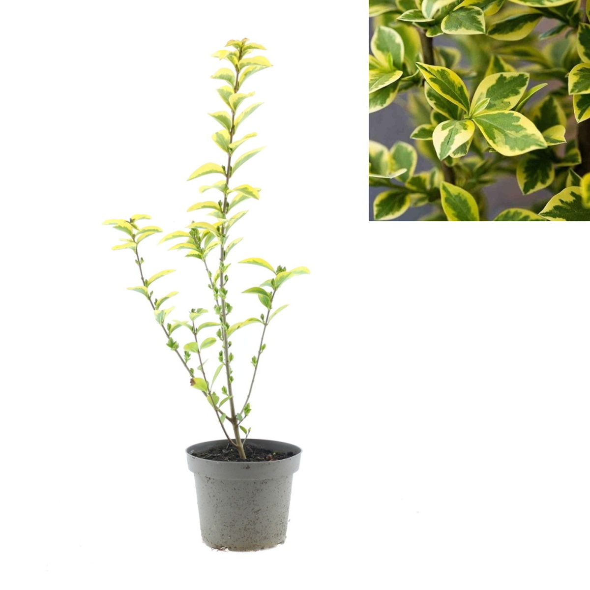 Živé ploty - Ptačí zob vejčitolistý Aureum 1 litr