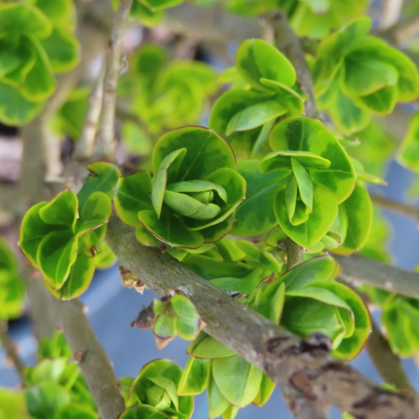 Živé ploty - Ptačí zob vejčitolistý Aureum květináč 10 litrů, výška 80/100cm, keř