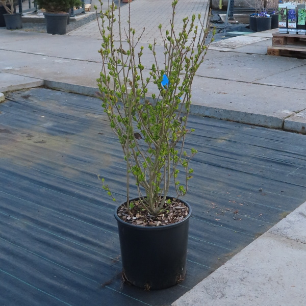 Ptačí zob vejčitolistý Aureum květináč 10 litrů, výška 80/100cm, keř-0