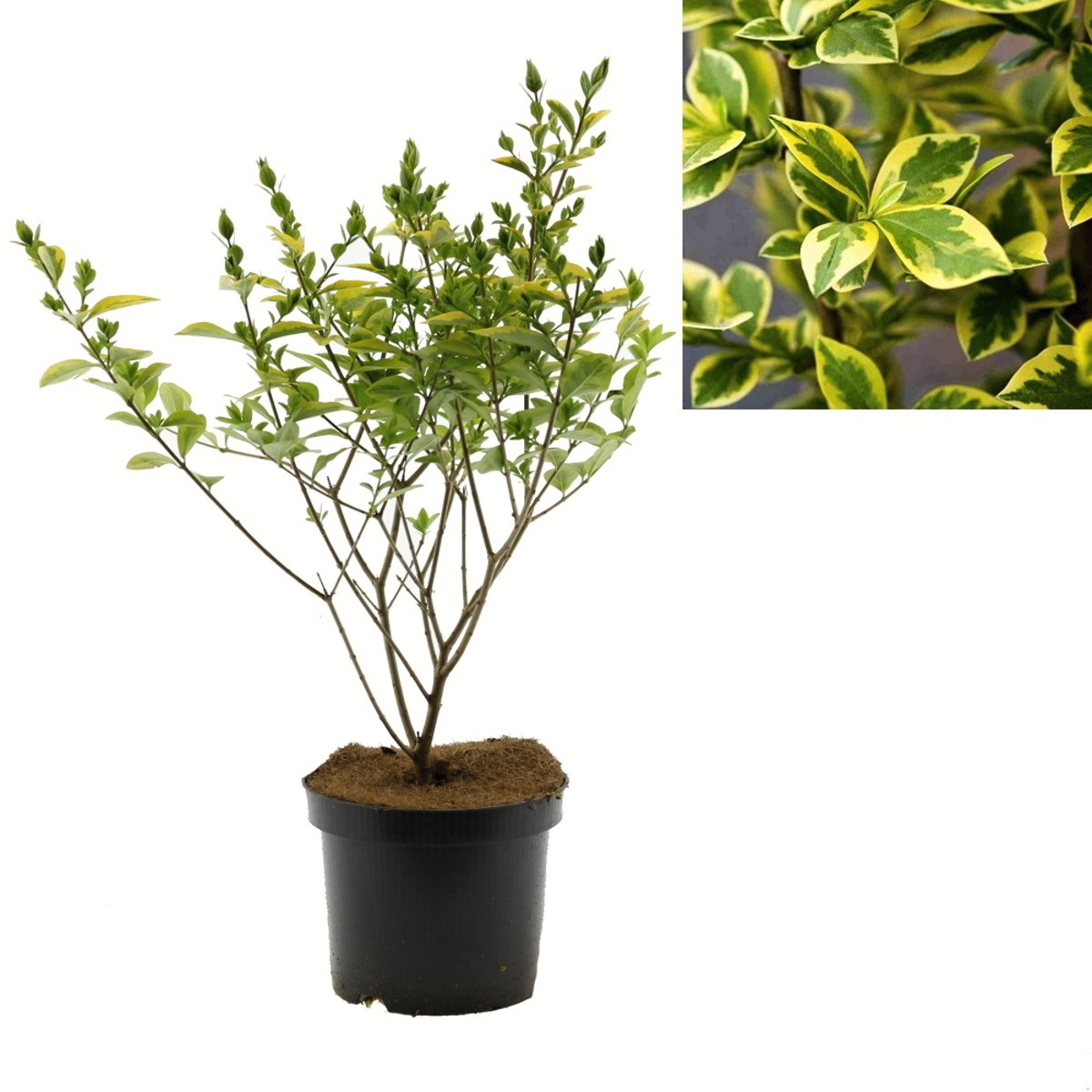 Rostliny - Ptačí zob vejčitolistý Aureum květináč 2,5 litru, výška 30/40cm, keř