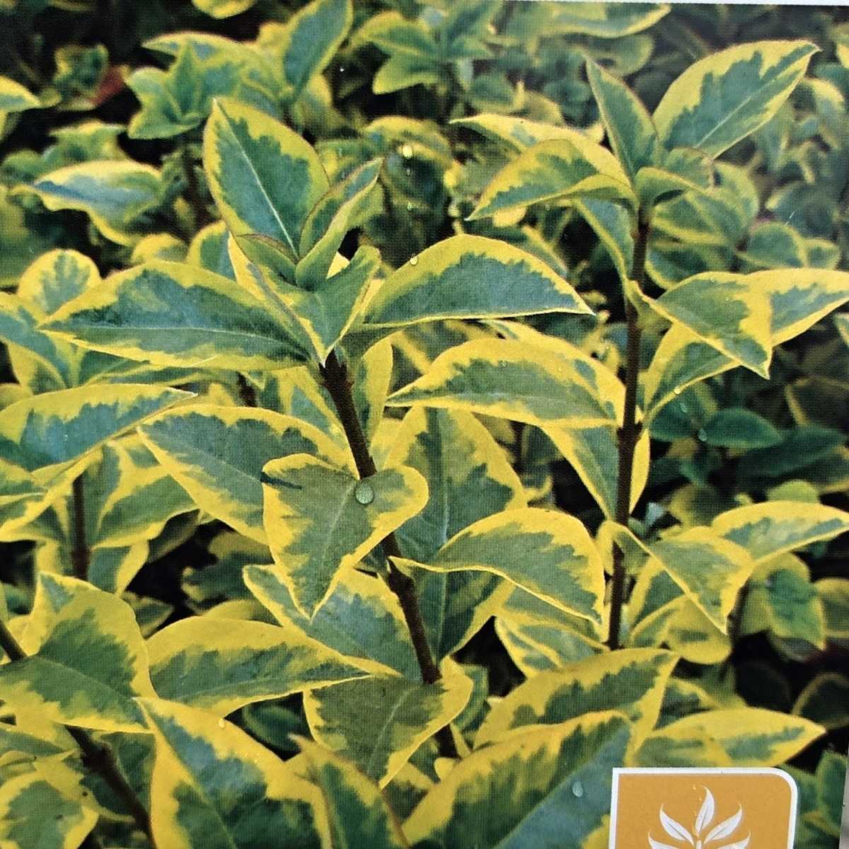 Ptačí zob vejčitolistý Aureum výška 50/60cm, květináč 4,6 litru-0