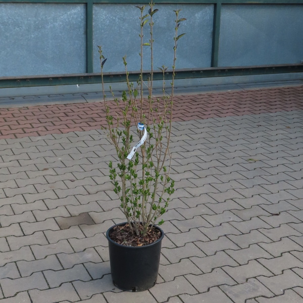 Ptačí zob vejčitolistý květináč 10 litrů, výška 80/100cm, keř-0