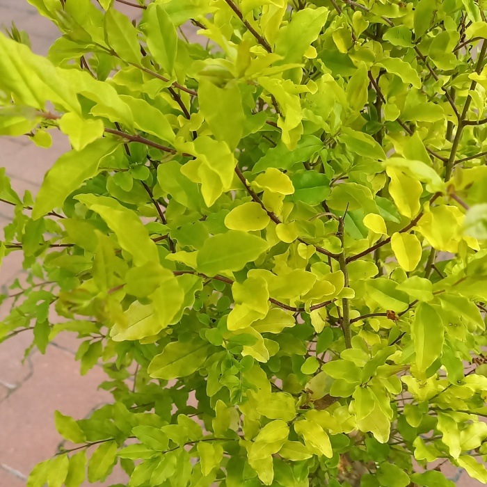 Živé ploty - Ptačí zob vejčitolistý 'Lemon and Lime' výška 20/30cm, květináč 2,5 litru