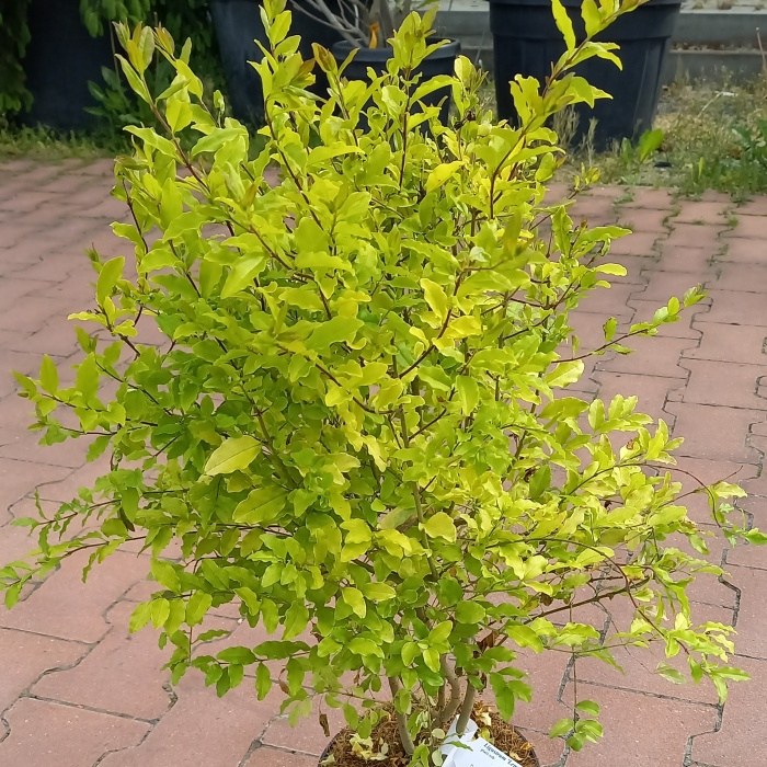 Ptačí zob vejčitolistý 'Lemon and Lime' výška 20/30cm, květináč 2,5 litru-0