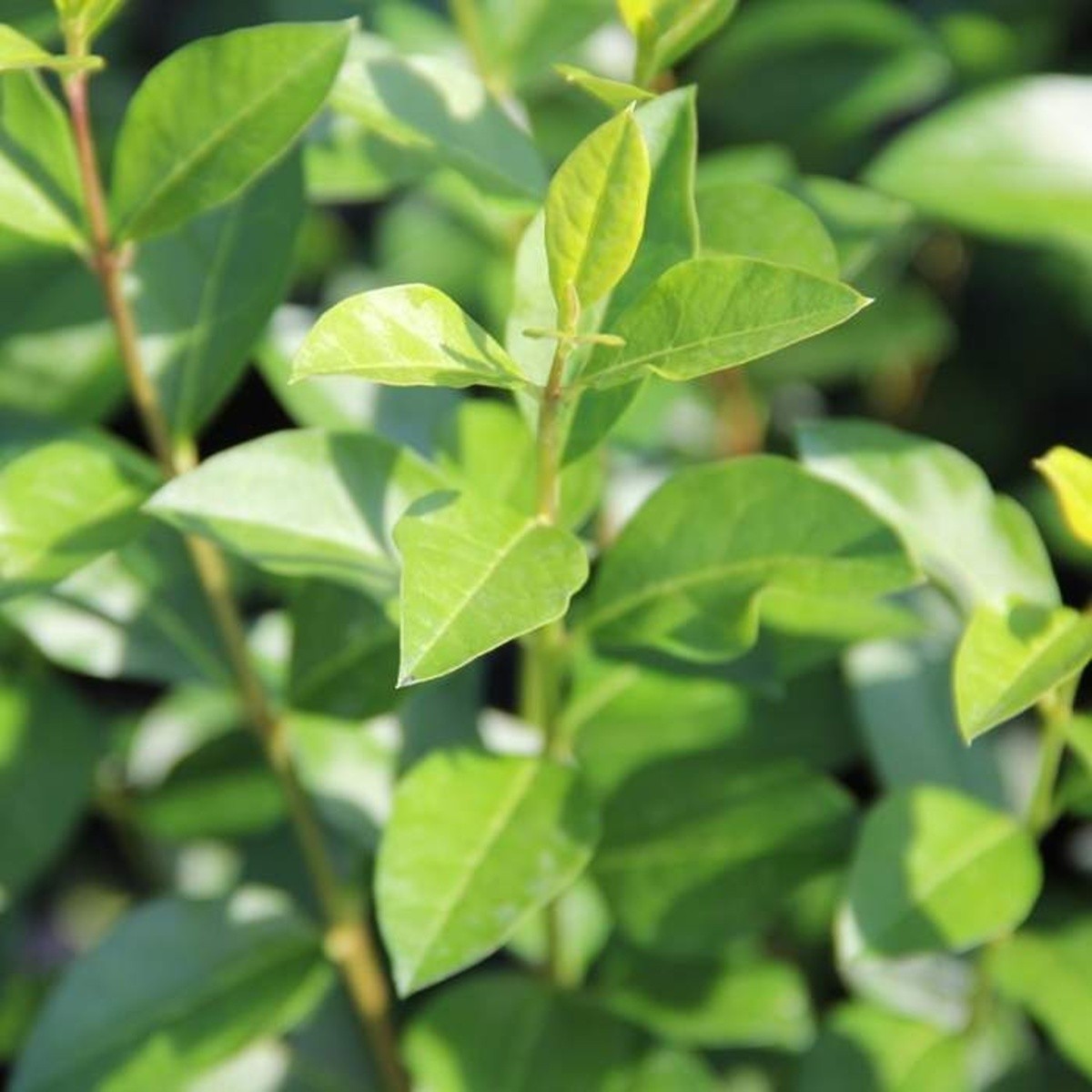 Živé ploty - Ptačí zob vejčitolistý výška 80/100cm, květináč 7,5 litru