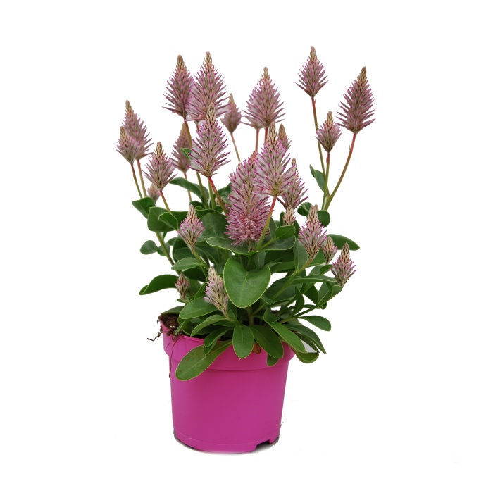 Nádobové květiny - Ptilotus, jehněčí ocas květináč 12cm