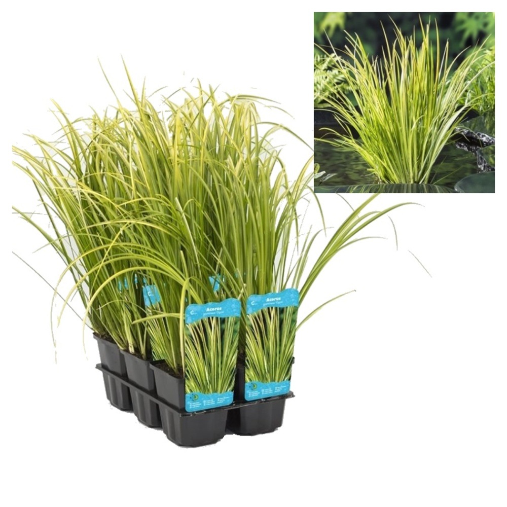 Rostliny - Puškvorec trávovitý Ogon květináč 9cm