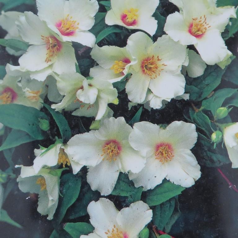 Rostliny - Pustoryl Belle Etoile květináč 2 litry, výška 20/30cm, keř