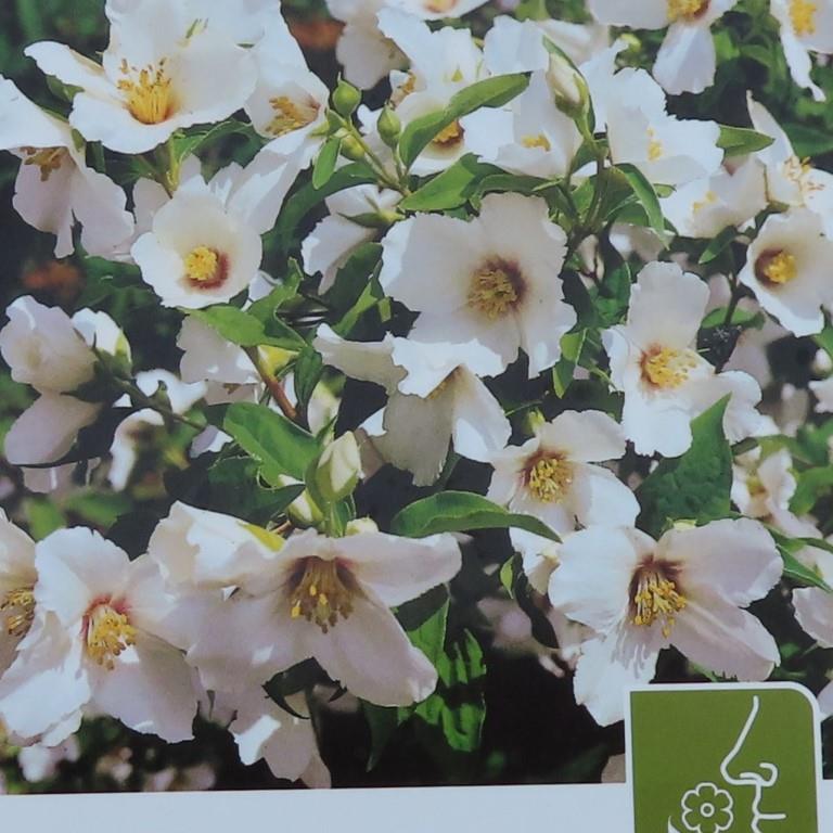 Rostliny - Pustoryl Belle Etoile květináč 5 litrů, výška 60/80cm, keř