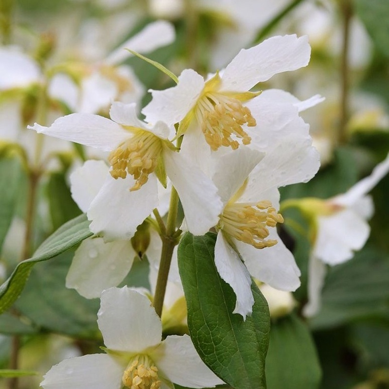 Keře okrasné květem - Pustoryl Erectus květináč 5 litrů