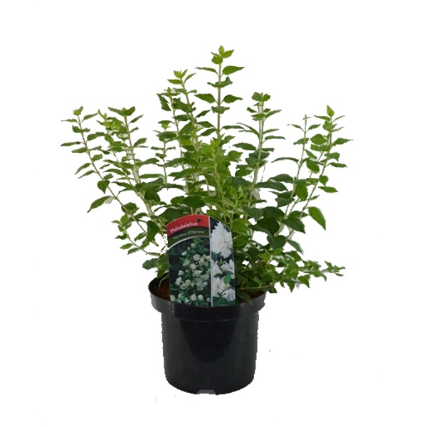 Keře okrasné květem - Pustoryl 'Manteau d'Hermine' výška 30/40cm, 2,5 litru, keř