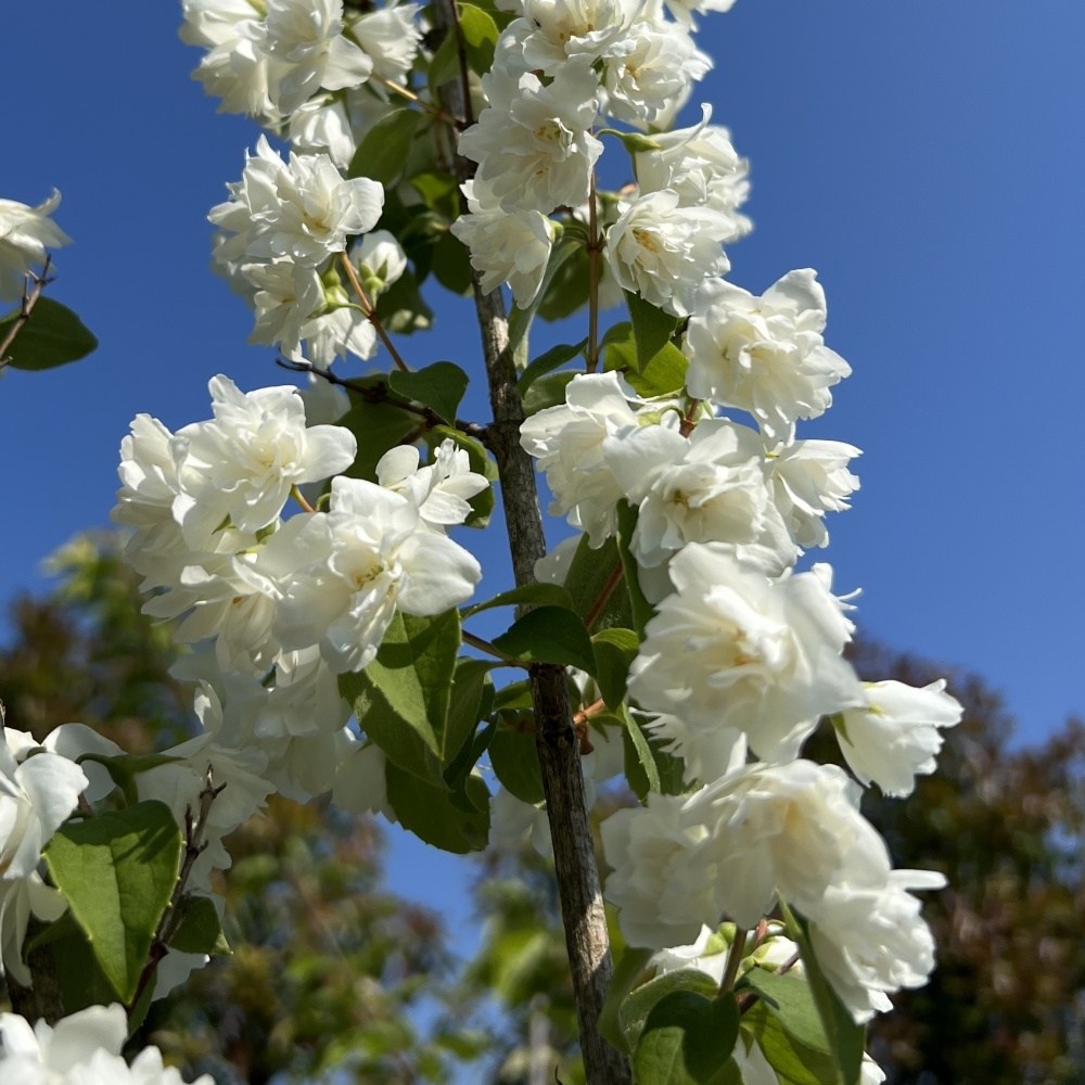 Keře okrasné květem - Pustoryl Minnesota Snowflake výška 60/80cm, květináč 4,5 litru