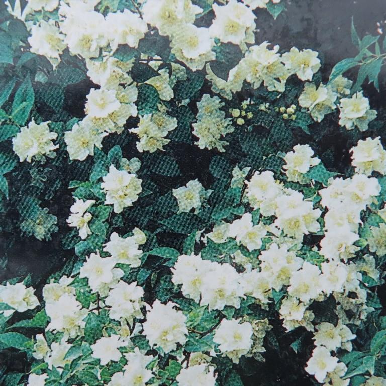 Rostliny - Pustoryl 'Starbright' květináč 16,5 litrů, výška 80/100cm, keř