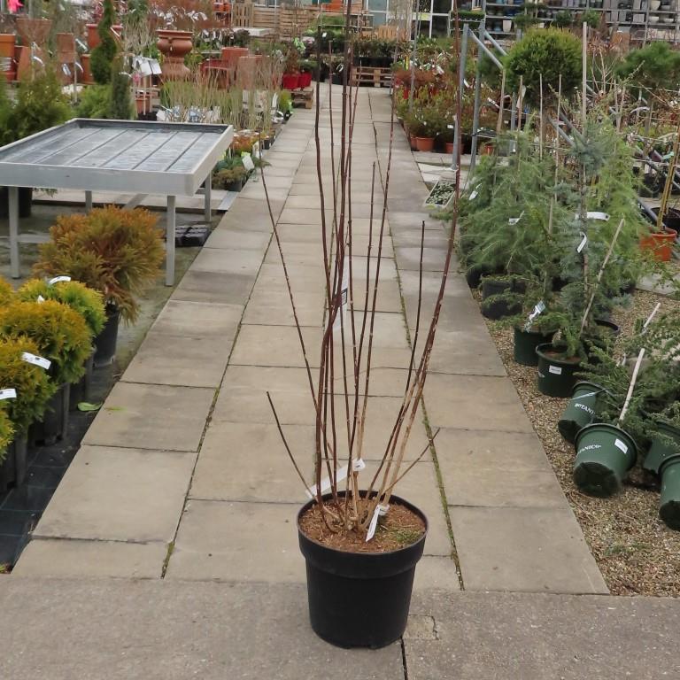 Pustoryl 'Starbright' květináč 16,5 litrů, výška 80/100cm, keř-0