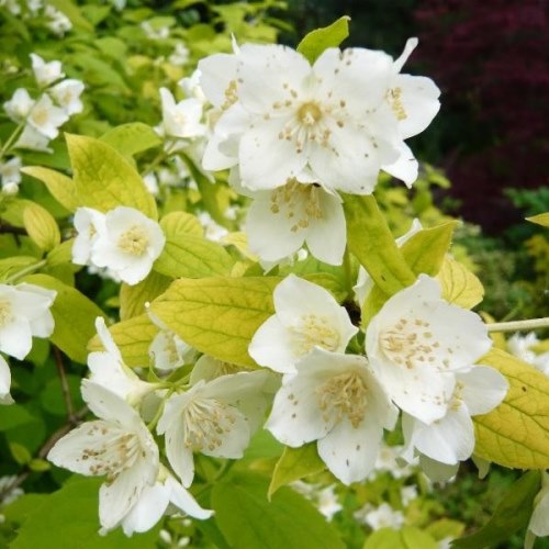 Keře okrasné květem - Pustoryl věncový 'Aureus' květináč 1,4 litru, výška 20/25cm, keř