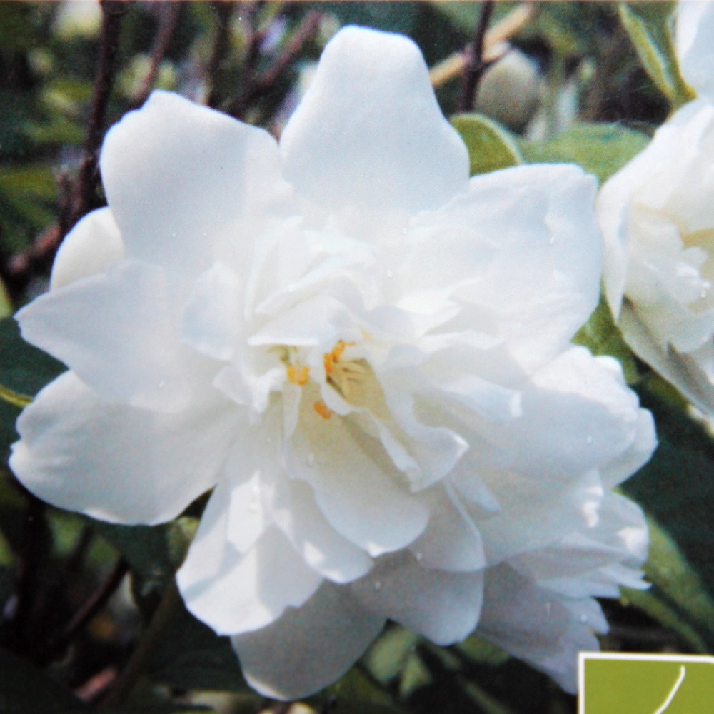 Keře okrasné květem - Pustoryl věncový Virginal květináč 5 litrů, výška 40/60cm, keř