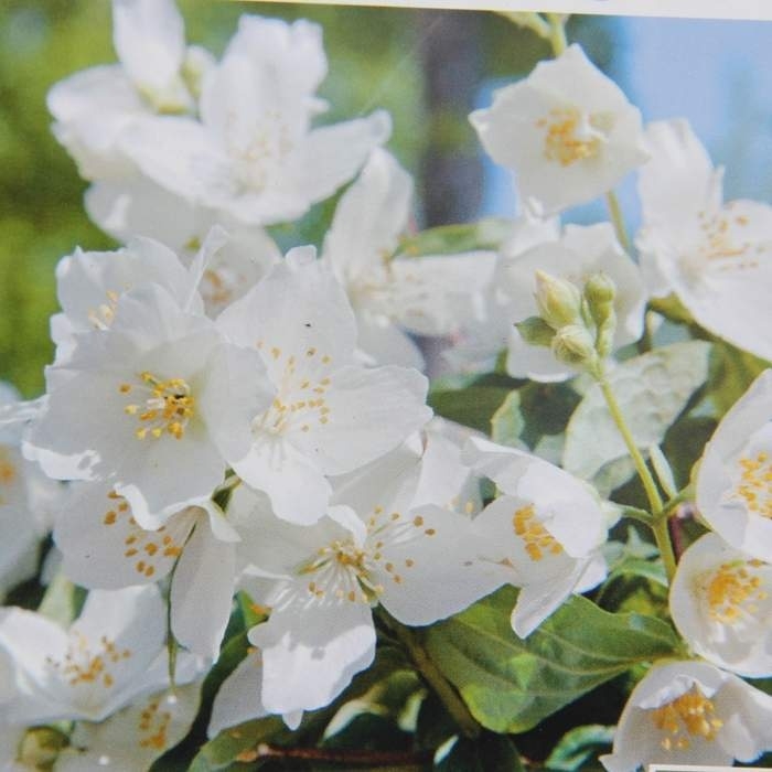 Keře okrasné květem - Pustoryl věncový výška 100/125cm, květináč 12 litrů