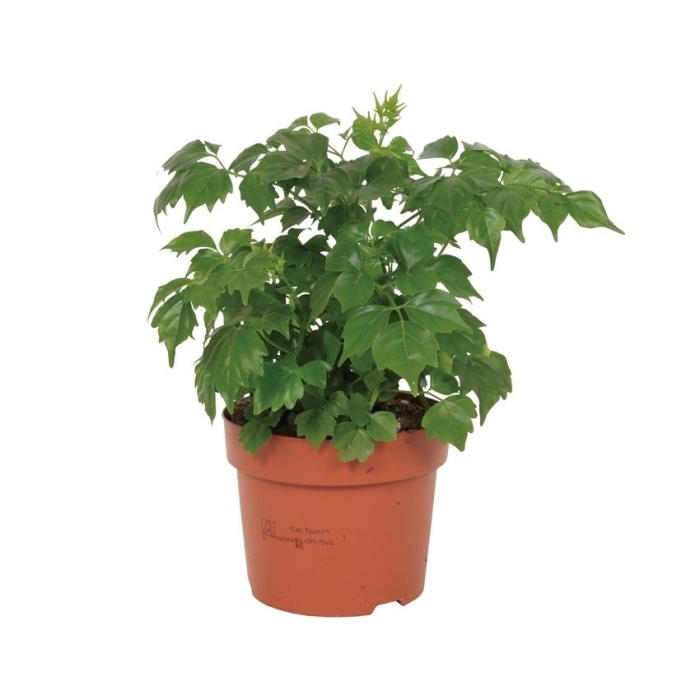 Okrasné pokojové rostliny - Radermachera čínská květináč 12cm