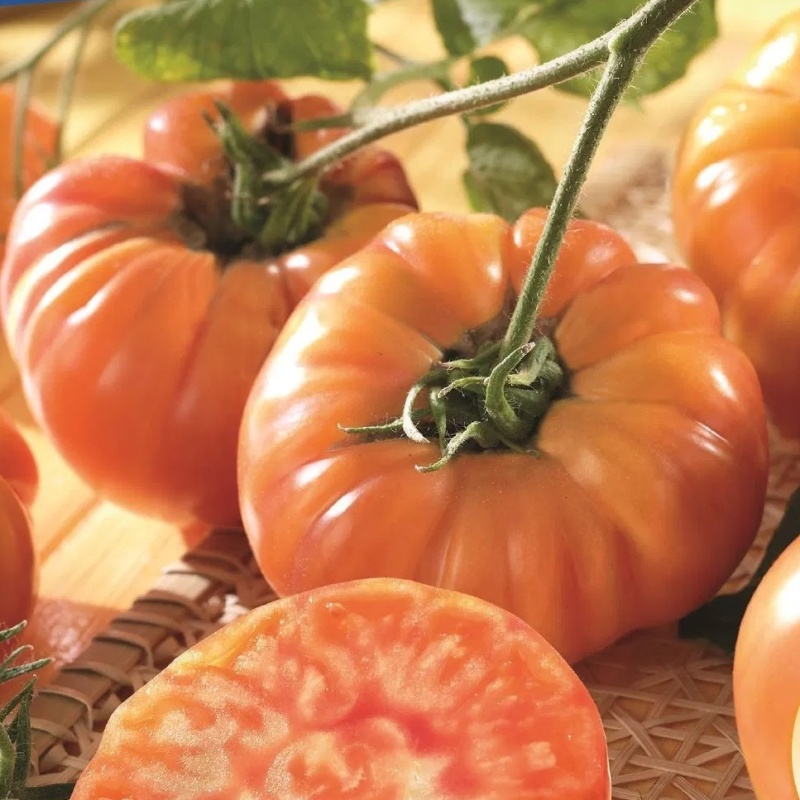 Neroubovaná sadba - Rajče Ananas neroubované 10,5cm