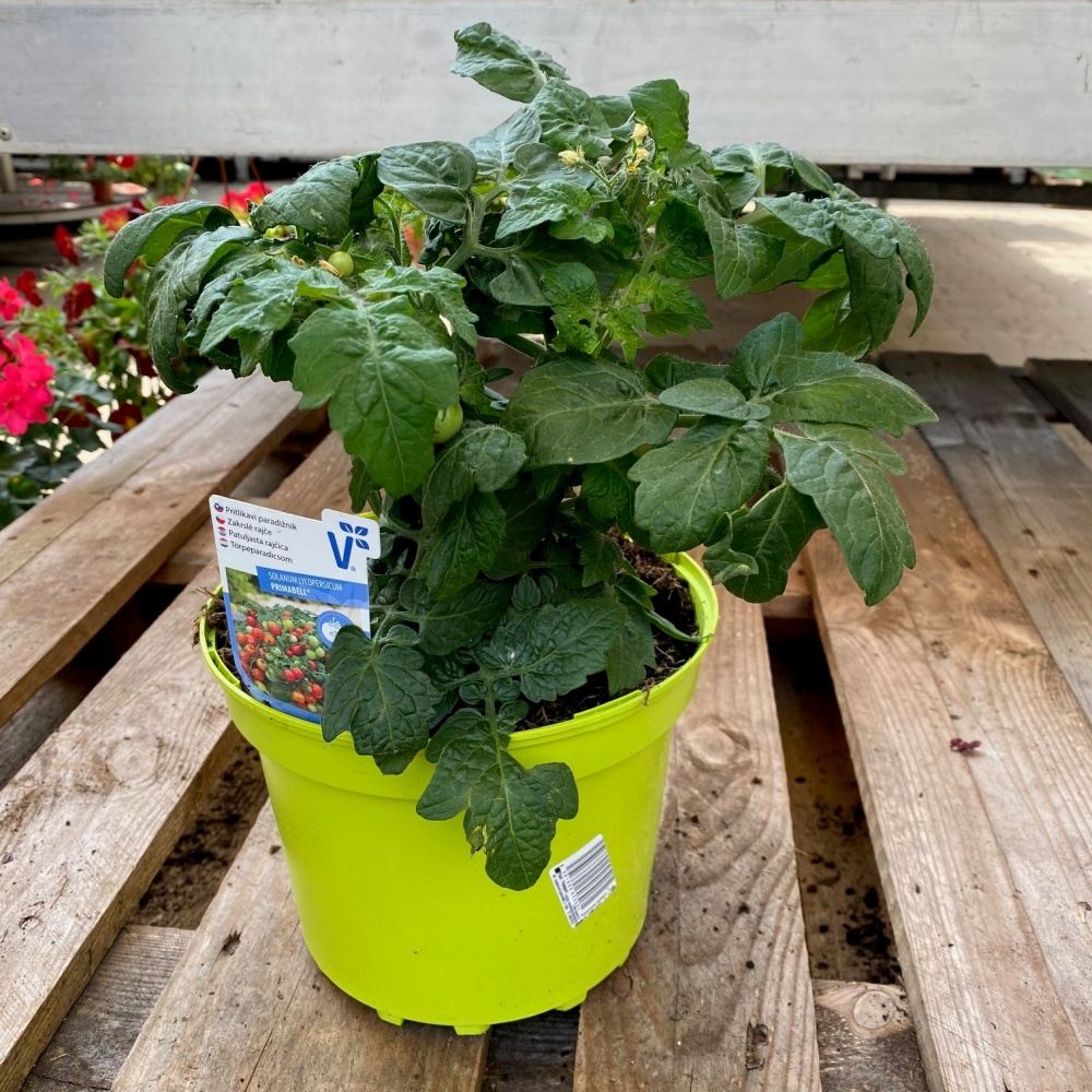 Neroubovaná sadba - Rajče balkonové mix květináč 21cm