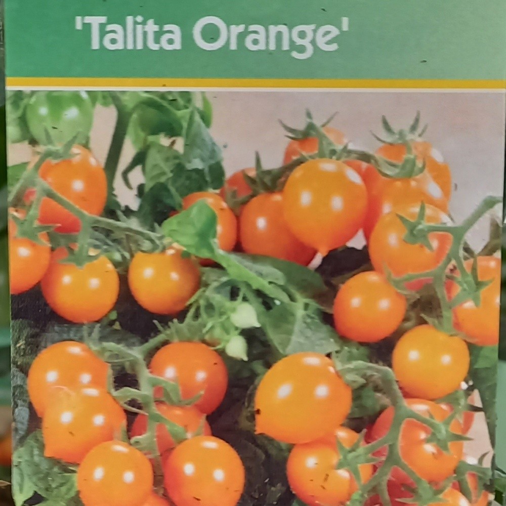 Neroubovaná sadba - Rajče balkonové 'Talita Orange' neroubované květináč 13cm