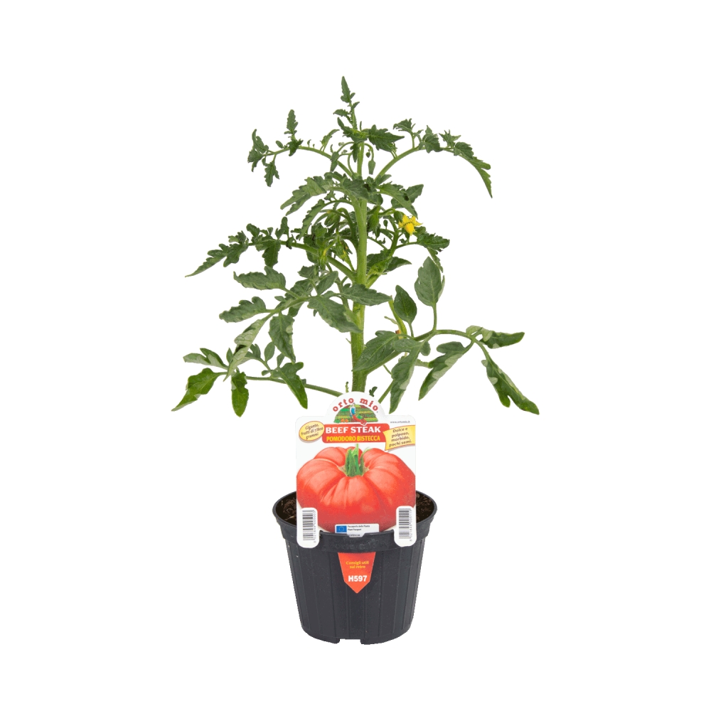 Neroubovaná sadba - Rajče Beefsteak F1 květináč 10cm