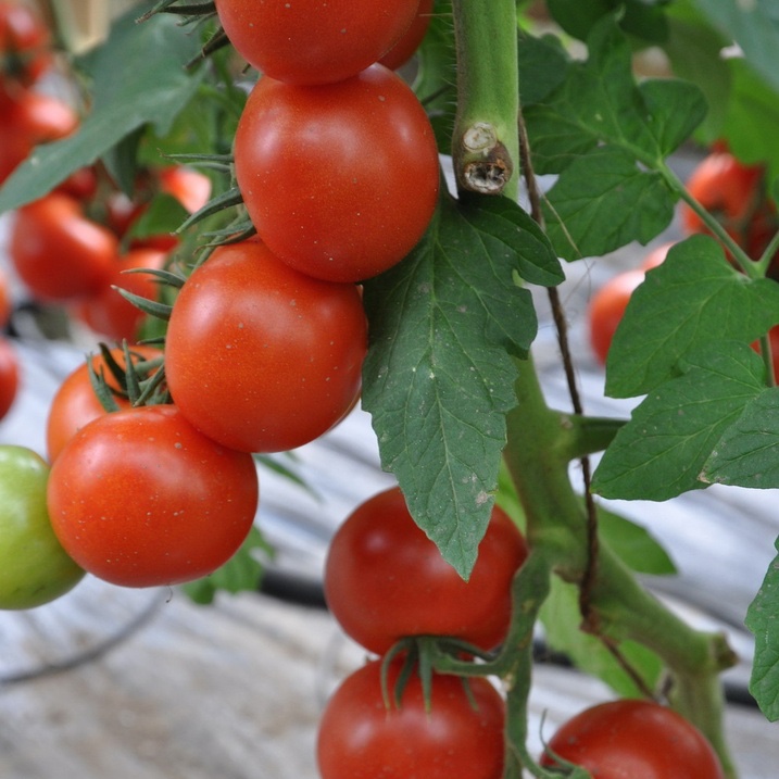 Roubovaná sadba - Rajče Campos roubované 12cm