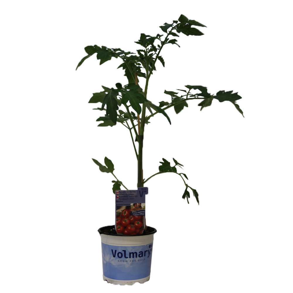 Rajče Campos roubované 12cm-1