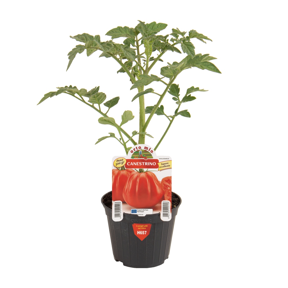 Sadba zeleniny - Rajče 'Canestrino/SB 022' F1 květináč 10cm