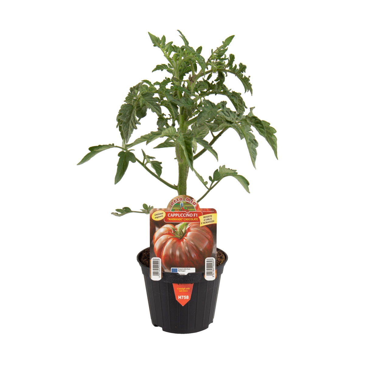 Neroubovaná sadba - Rajče Cappuccino F1 neroubované květináč 10cm