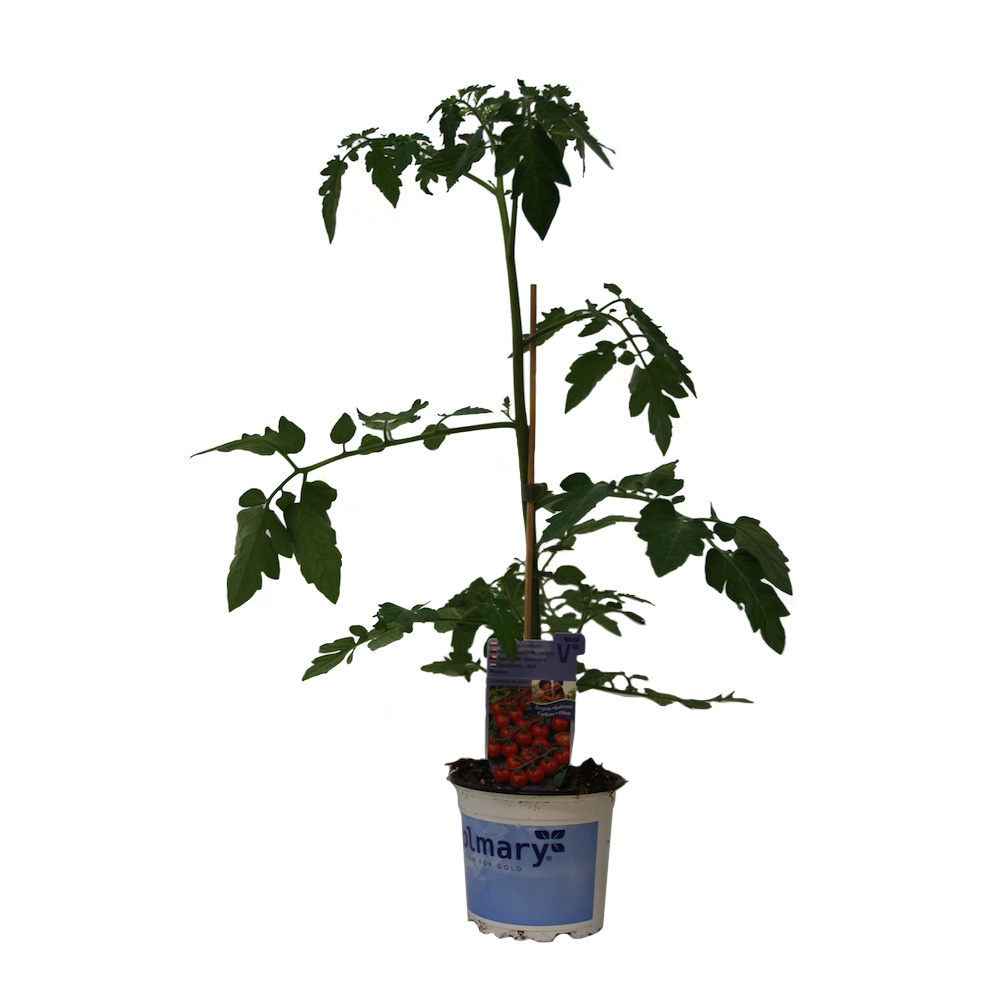 Rajče Caprese roubované 12cm-0