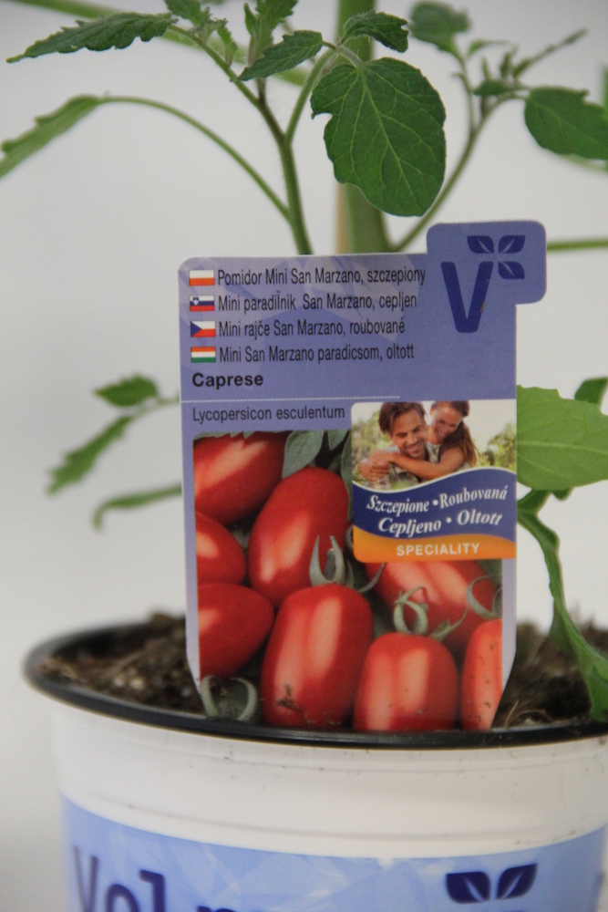 Rajče Caprese roubované 12cm-1