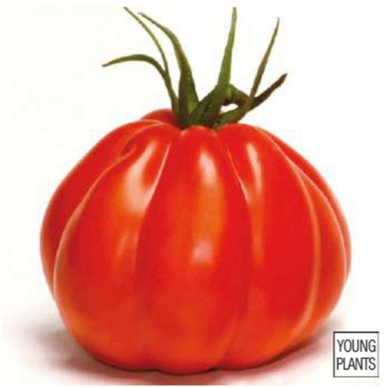 Roubovaná sadba - Rajče Corazon roubované 12cm