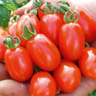 Roubovaná sadba - Rajče 'Cupido' roubované 12cm