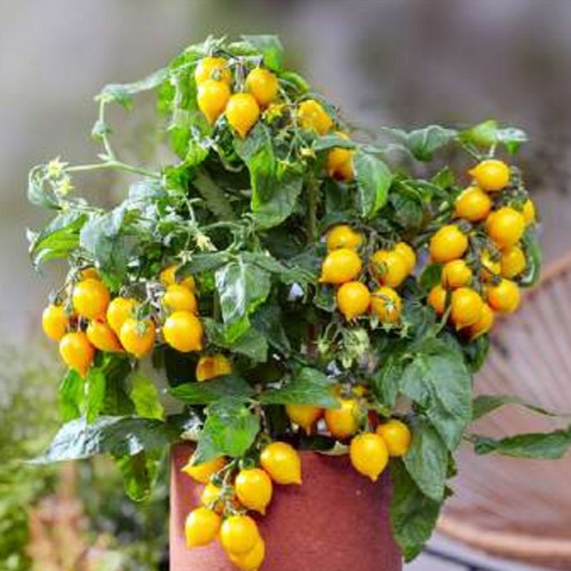 Neroubovaná sadba - Rajče Evita Compact Yellow neroubované 12cm