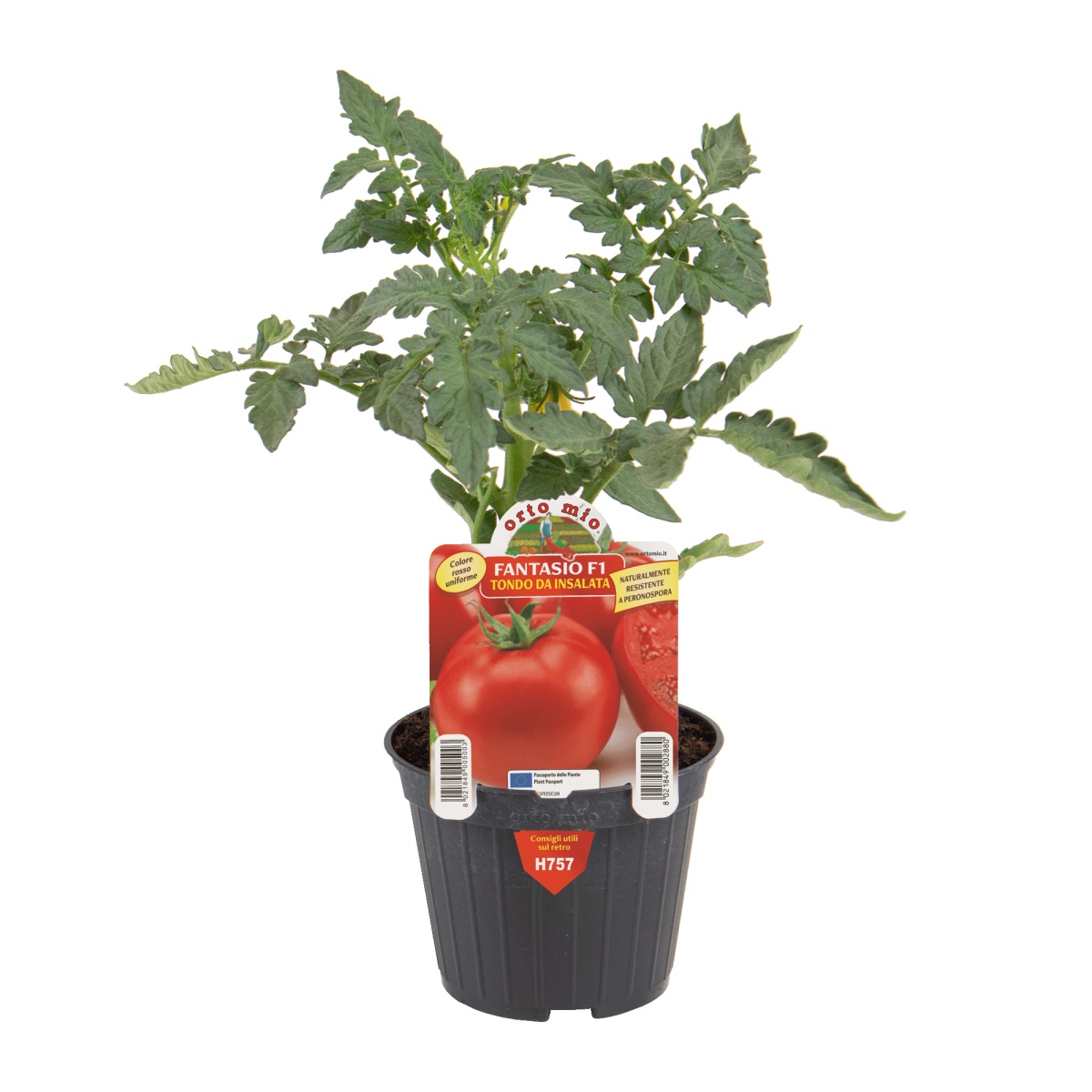 Sadba zeleniny - Rajče Fantasio F1 květináč 10cm