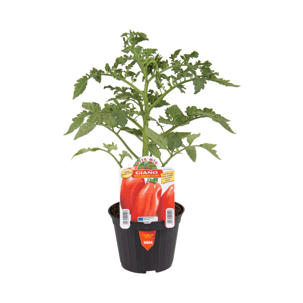 Neroubovaná sadba - Rajče Giano F1 květináč 10cm