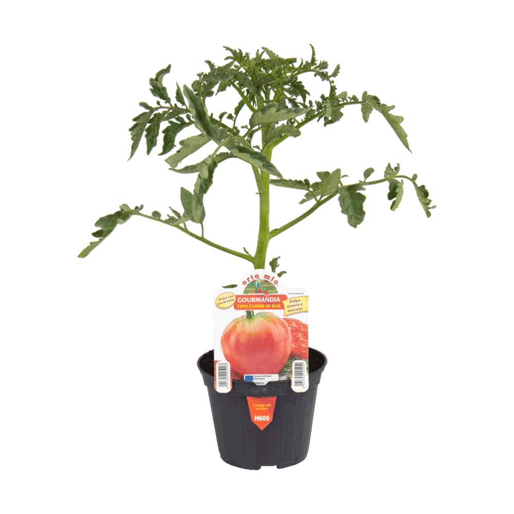 Neroubovaná sadba - Rajče Gourmandia F1 květináč 10cm