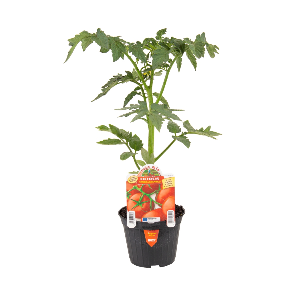 Neroubovaná sadba - Rajče Horus F1 květináč 10cm