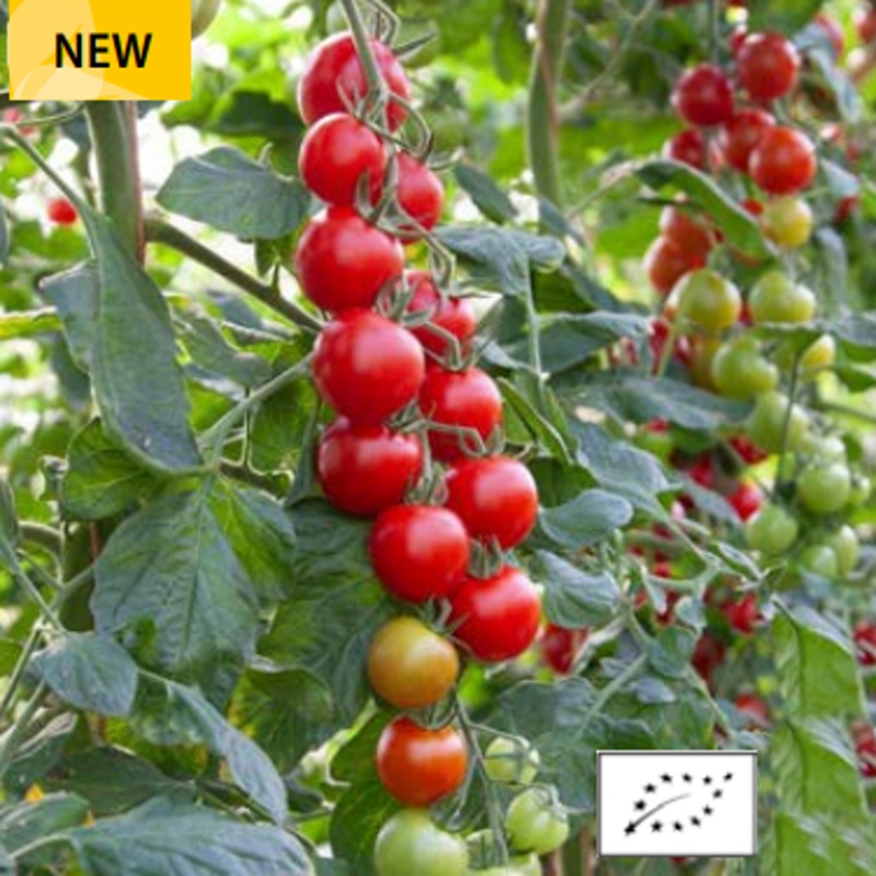 Neroubovaná sadba - Rajče koktejlové Bolt neroubované květináč 10,5cm