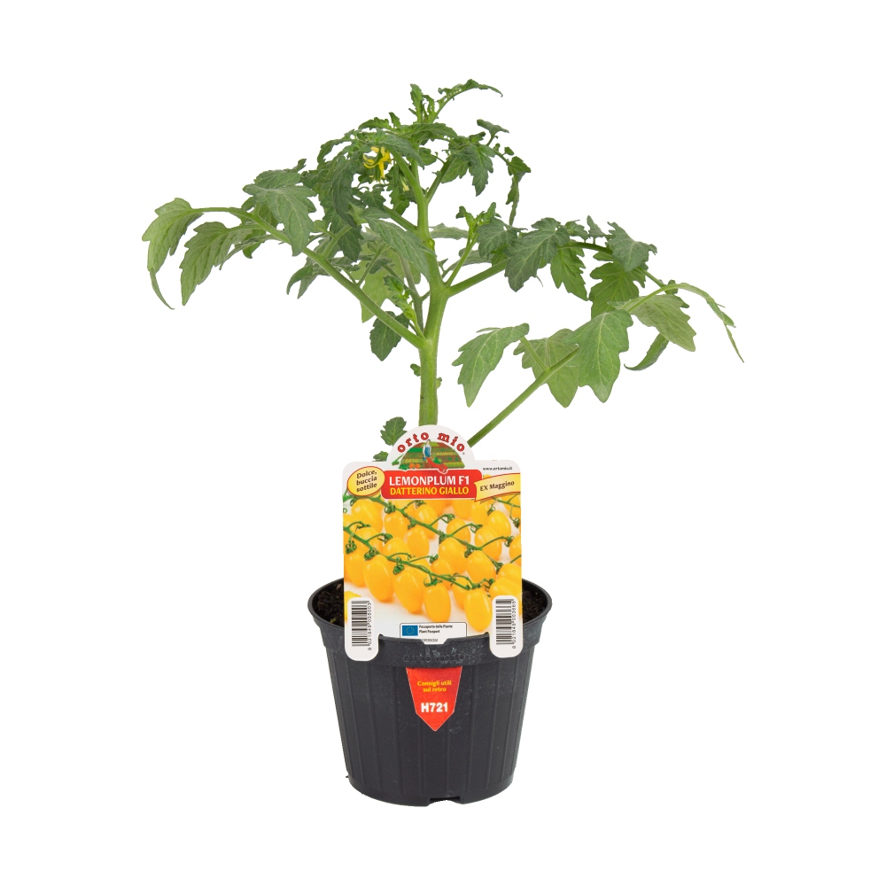 Neroubovaná sadba - Rajče Lemonplum/Maggino F1 květináč 10cm